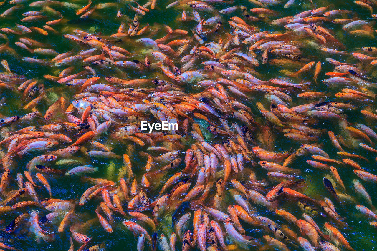 HIGH ANGLE VIEW OF KOI FISH IN POND