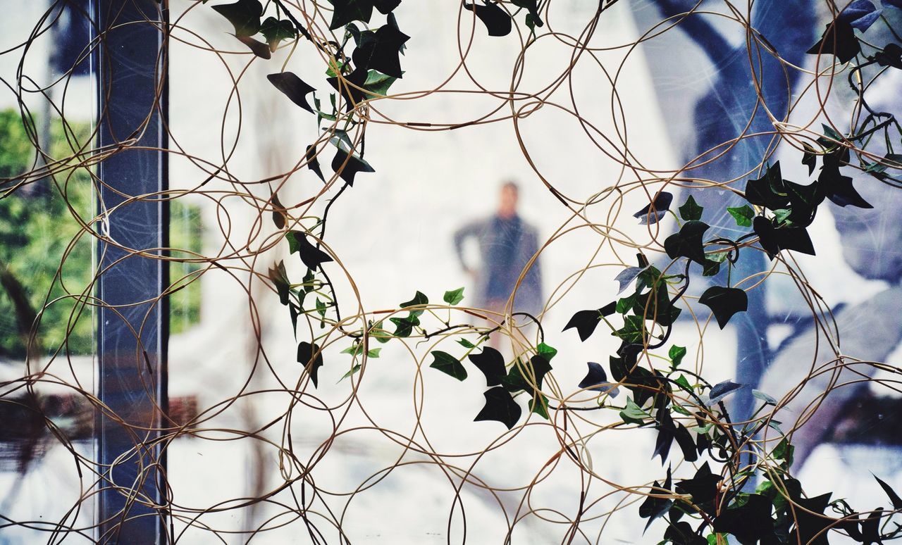 Close-up of ivy growing against window