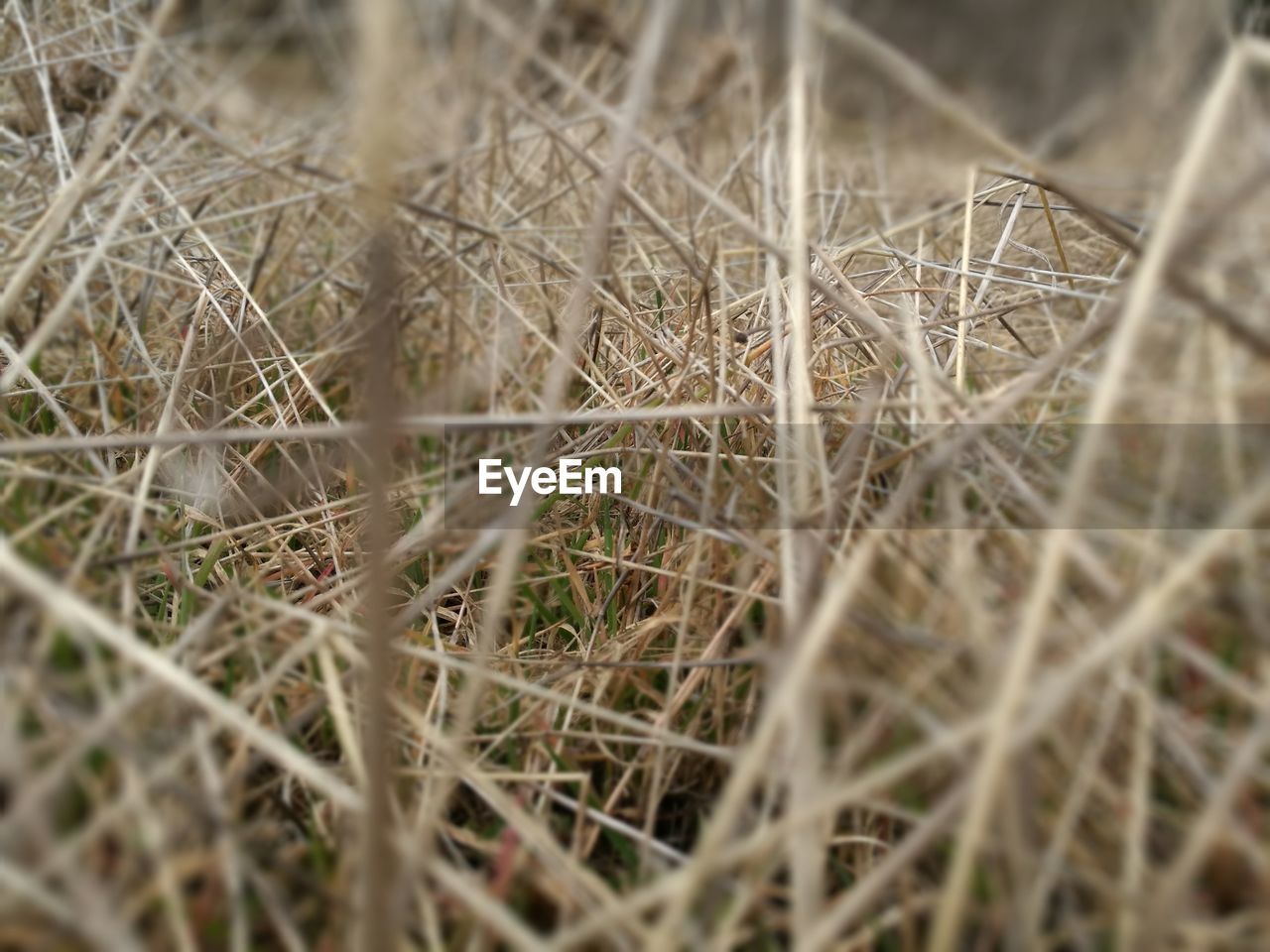 CLOSE-UP OF FRESH PLANTS