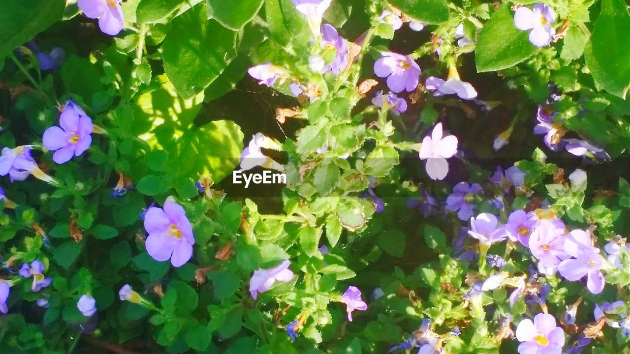 CLOSE-UP OF PURPLE FLOWERS BLOOMING