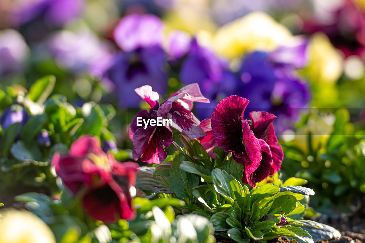 Flower bed with colorful pansies in the spring morning sun, close-up, selective focus