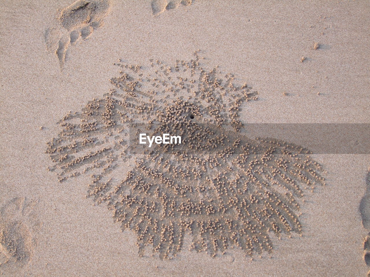 HIGH ANGLE VIEW OF STARFISH ON BEACH