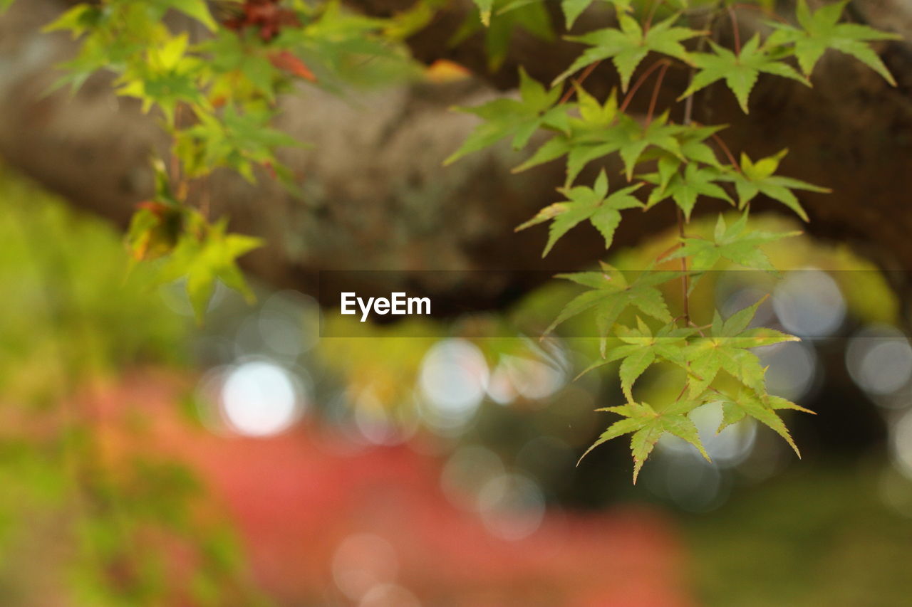 Close-up of green leaves