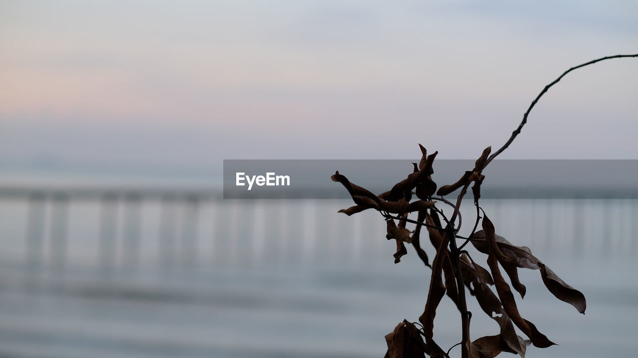 CLOSE-UP OF DEAD PLANT IN SEA AGAINST SKY