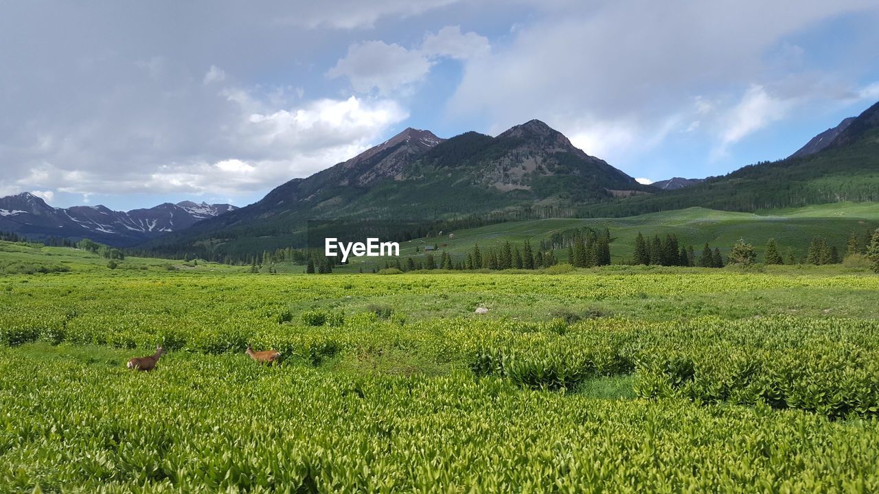 SCENIC VIEW OF GREEN FIELD AGAINST SKY