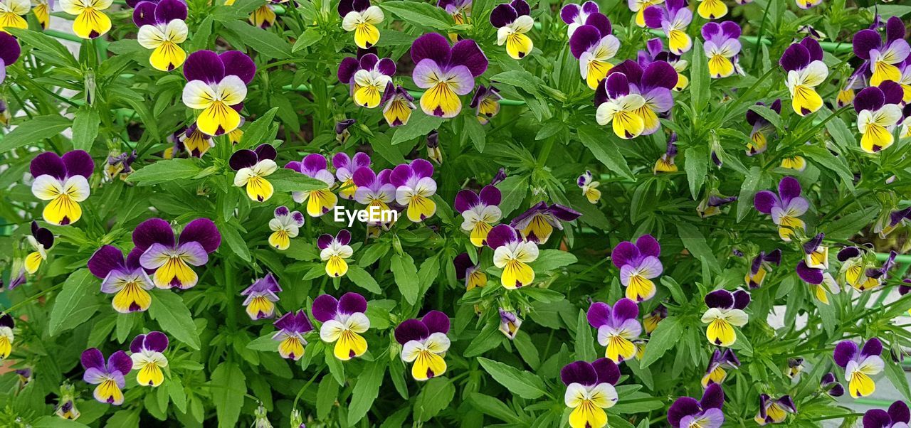 flowering plant, flower, plant, freshness, beauty in nature, fragility, growth, petal, flower head, nature, inflorescence, close-up, green, day, plant part, leaf, multi colored, purple, no people, pansy, field, high angle view, yellow, land, full frame, outdoors, botany, springtime, backgrounds, wildflower, sunlight