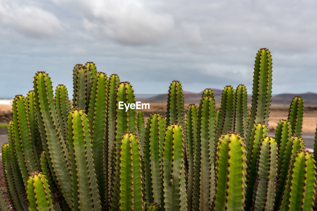 CLOSE-UP OF SUCCULENT PLANT