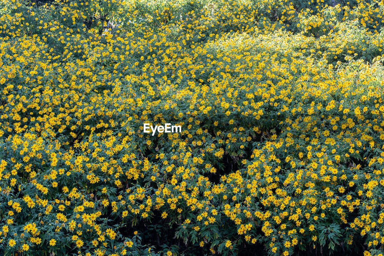 High angle view of yellow flowering plants on field