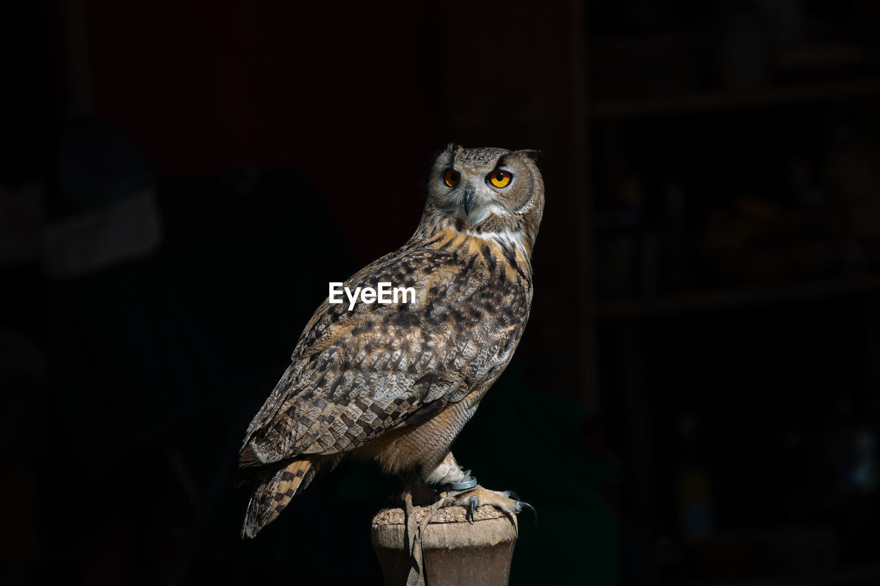 Portrait of owl perching on floor