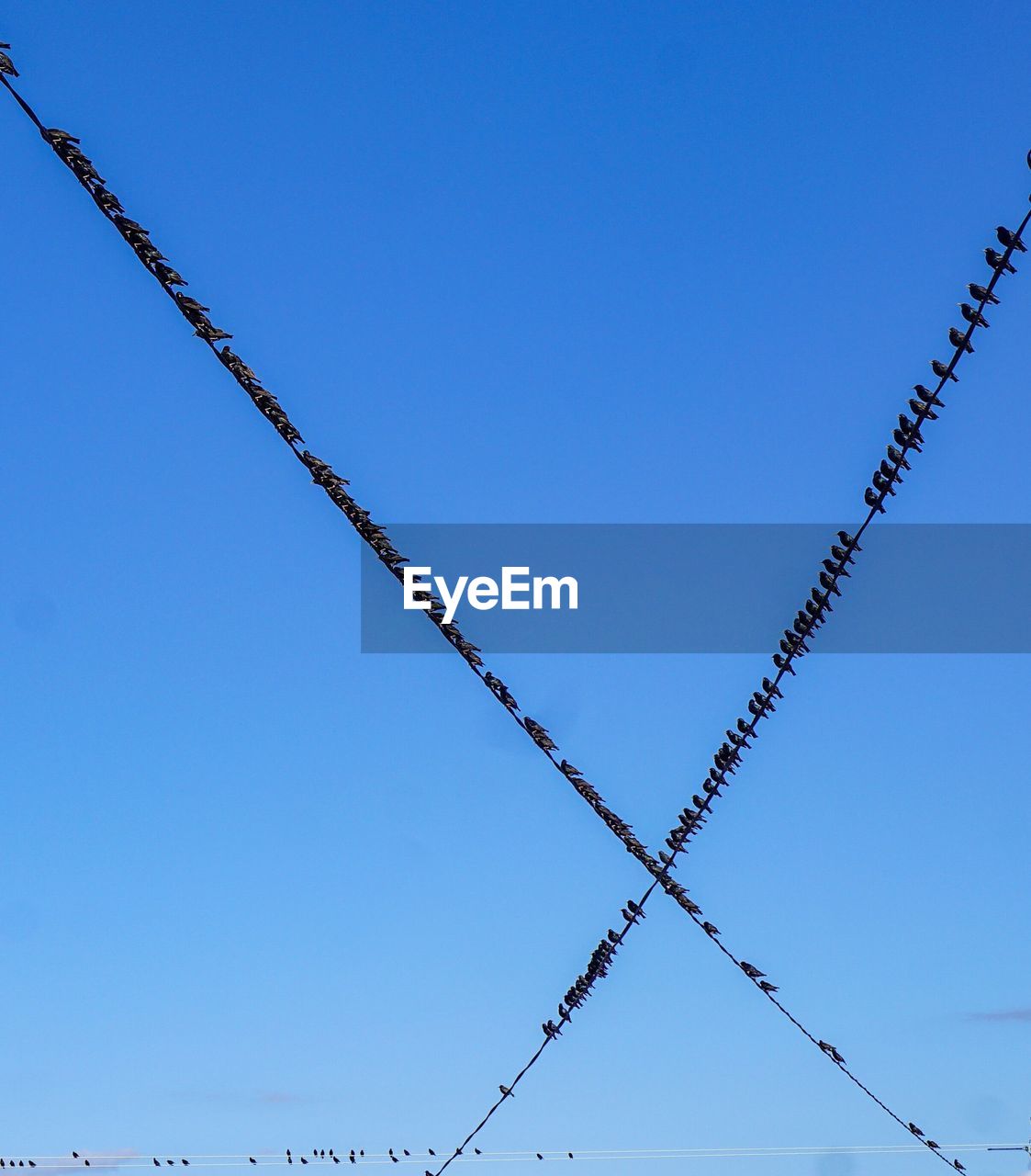 Low angle view of birds perching on cable against clear sky