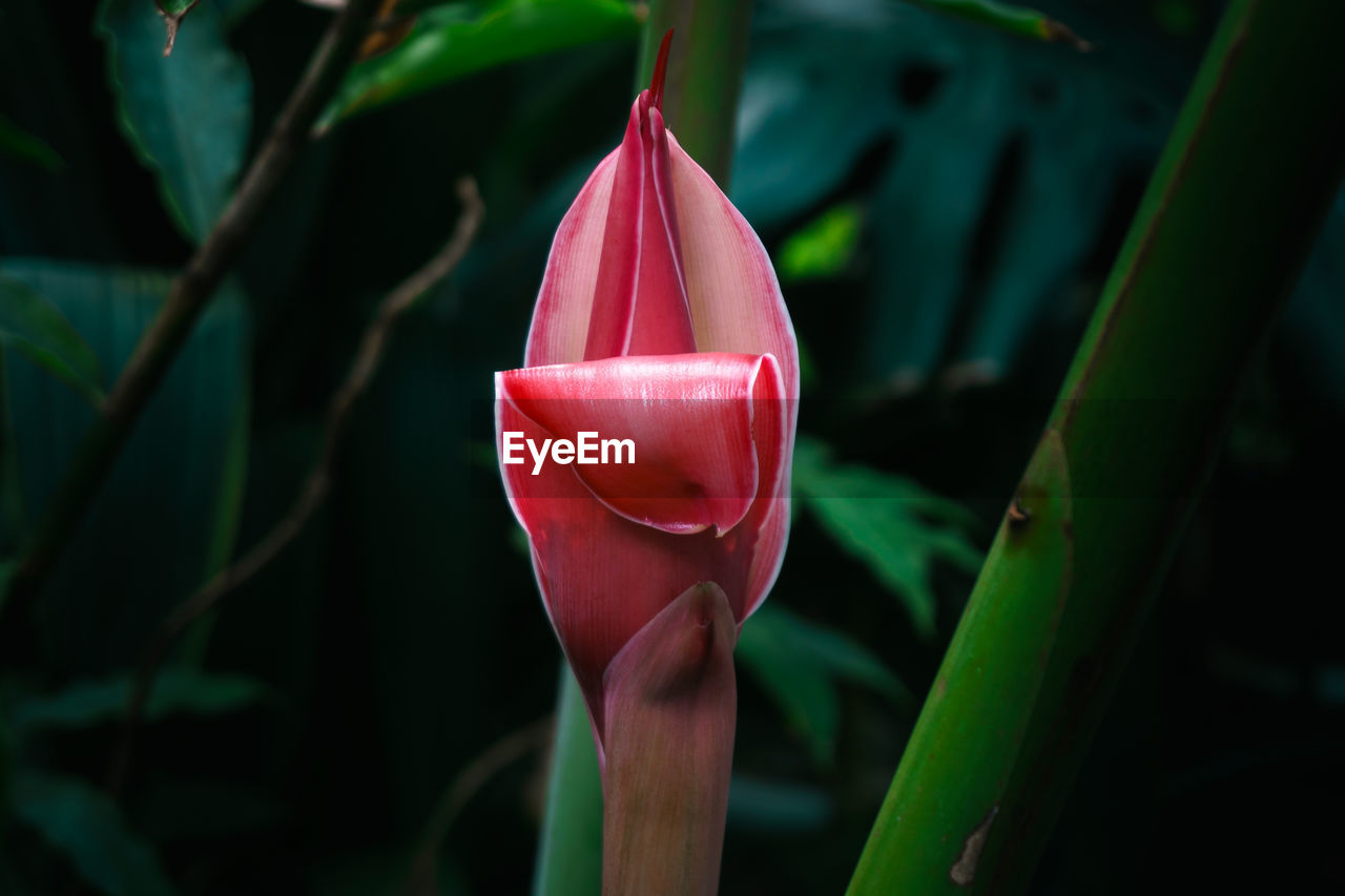 Close-up of red flower