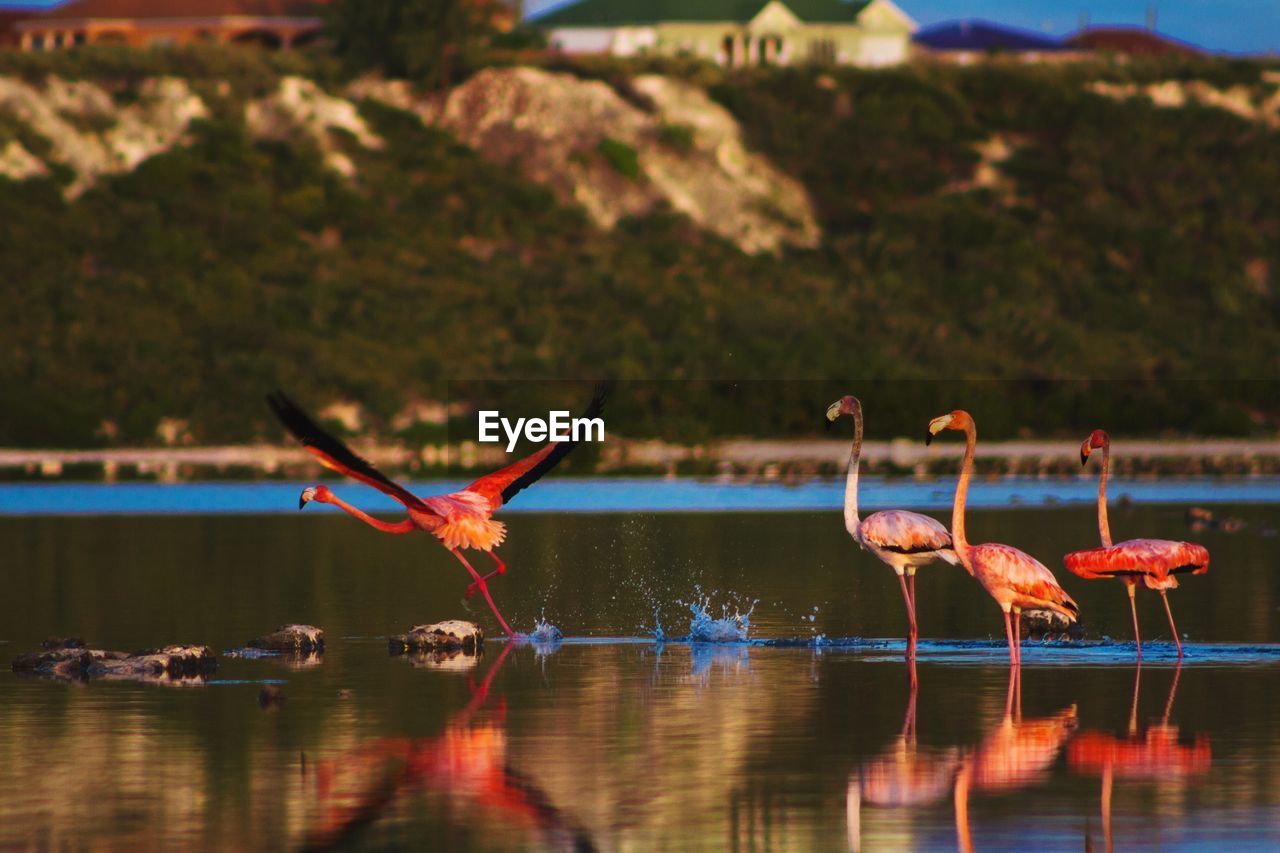 Flamingos in lake by mountain