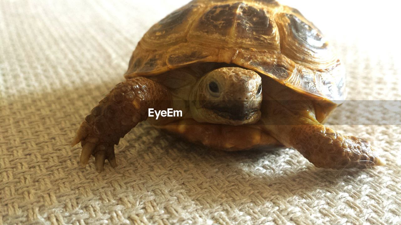 Close-up of tortoise on mat