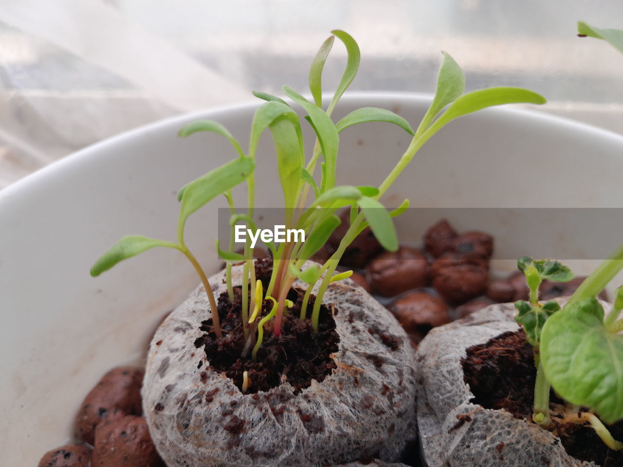 Saplings growing on substrate