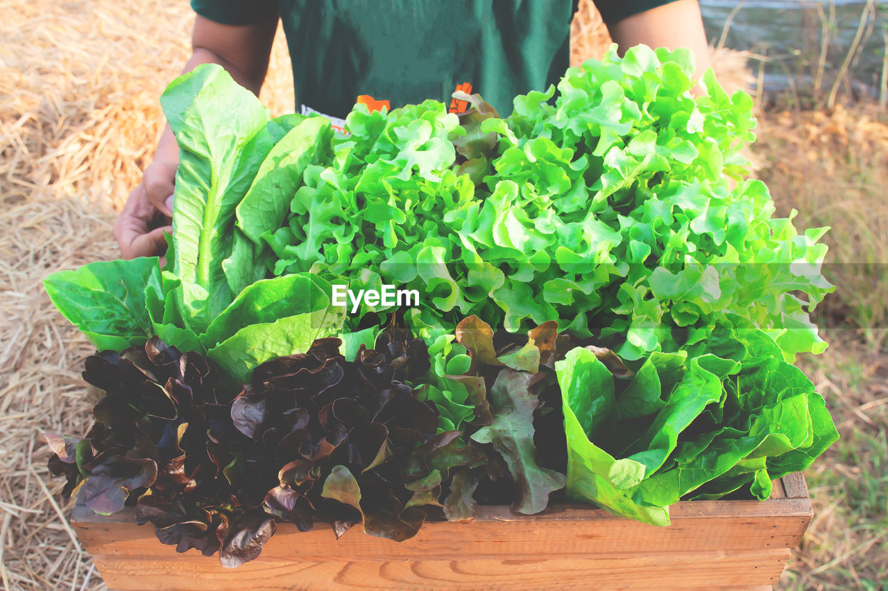 Midsection of man holding vegetables in crate