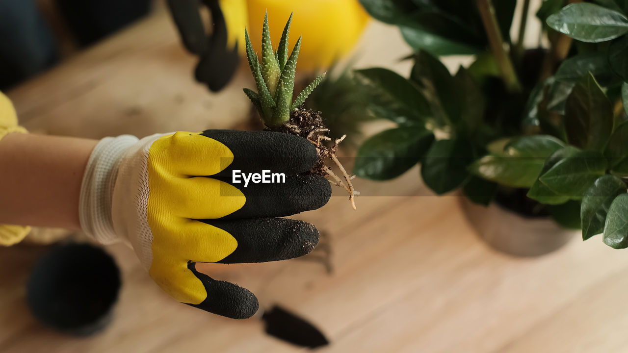 yellow, hand, green, protective glove, flower, plant, one person, protective workwear, nature, adult, growth, indoors, lifestyles, protection, leaf, holding, glove, women, plant part, gardening, produce, floristry, freshness, gardening glove, close-up, domestic life, potted plant, food and drink, food