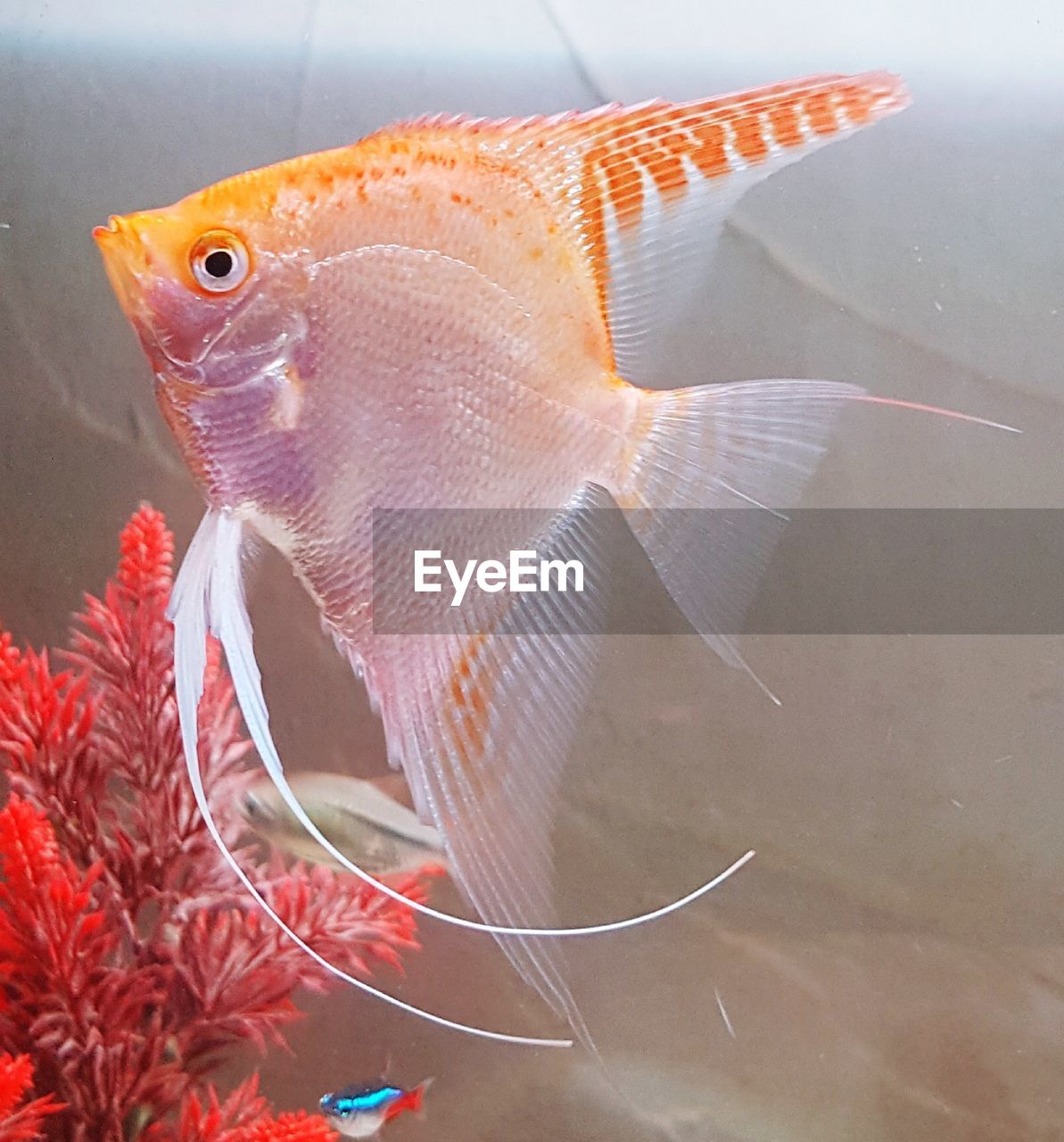CLOSE-UP OF FISH IN WATER