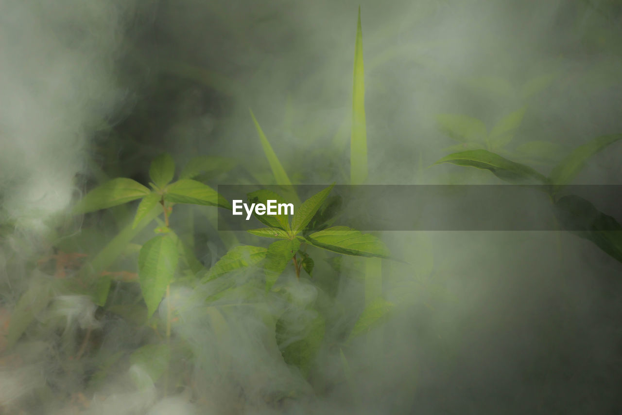 green, plant, leaf, plant part, nature, no people, growth, beauty in nature, fog, smoke, sunlight, environment, outdoors, close-up, flower, grass, day, freshness