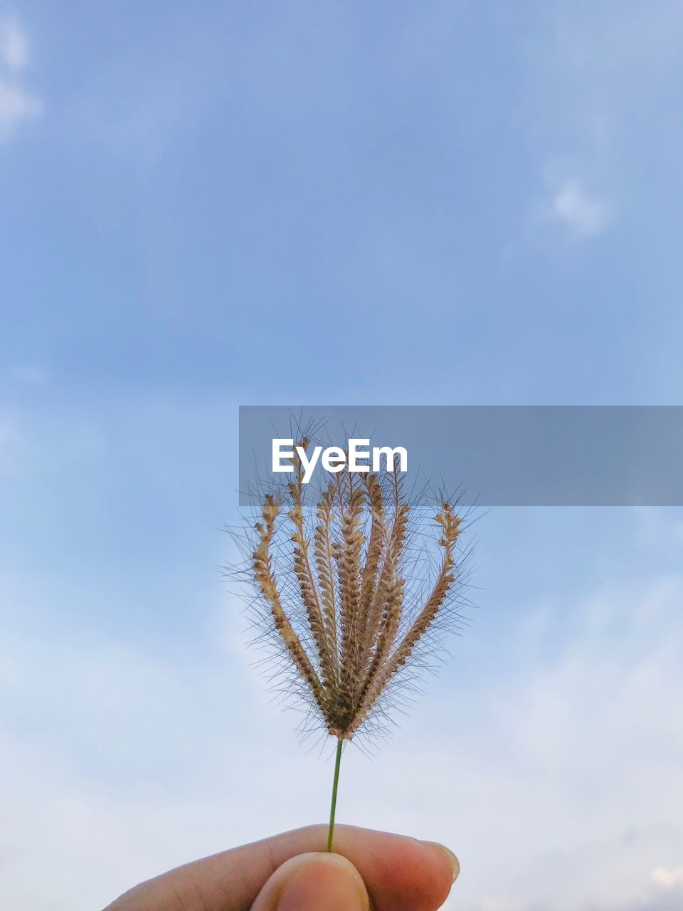 CLOSE-UP OF PERSON HAND HOLDING PLANT AGAINST SKY