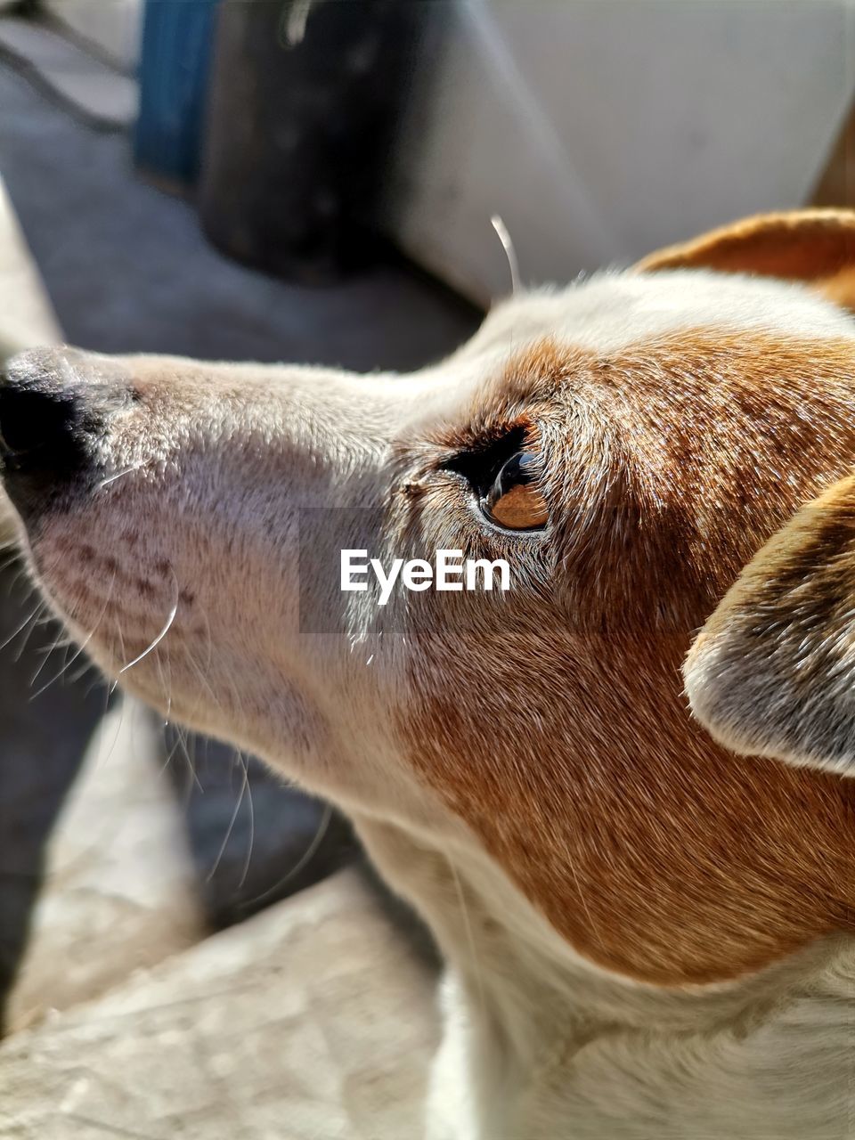 animal themes, animal, one animal, mammal, dog, pet, nose, close-up, domestic animals, animal body part, canine, snout, whiskers, animal head, no people, puppy, focus on foreground, carnivore, day, looking, sunlight