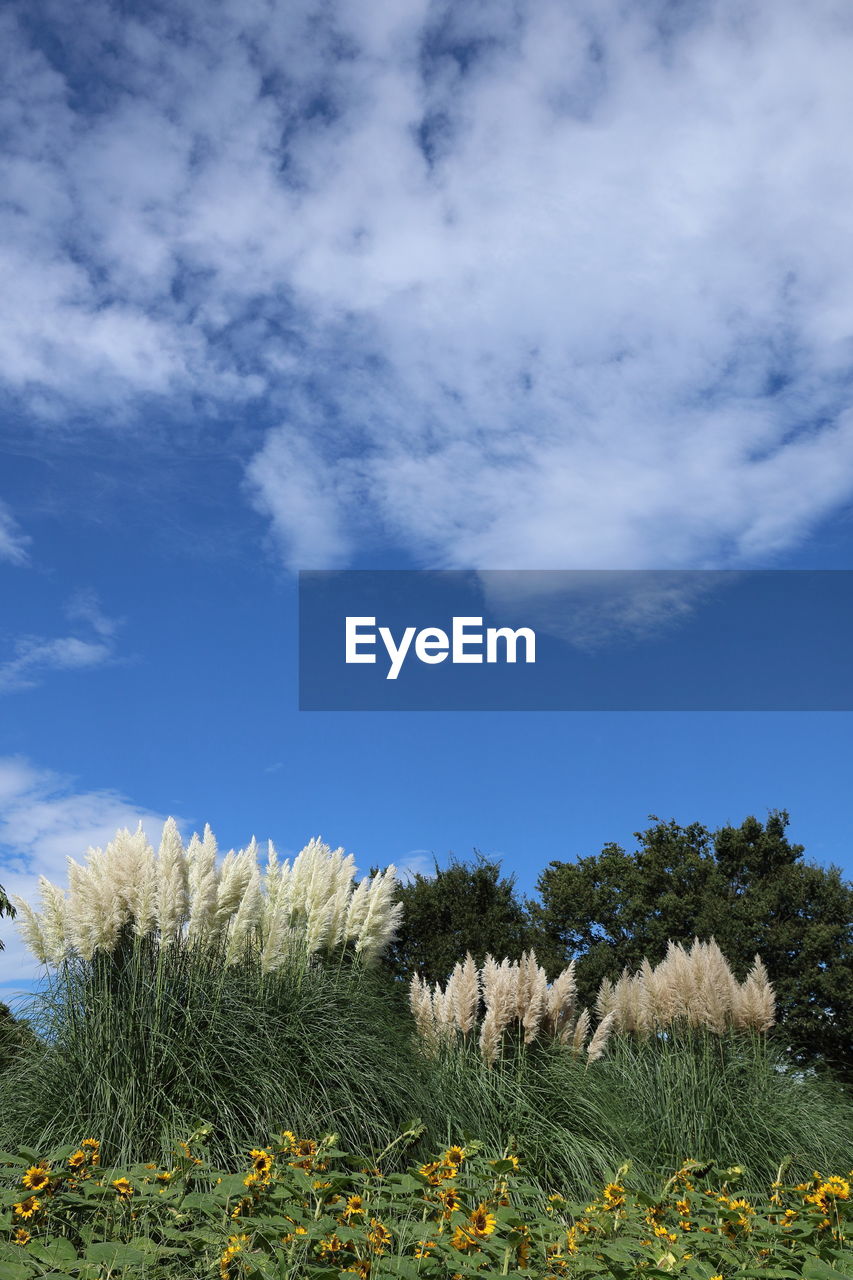 Plants growing on field against sky