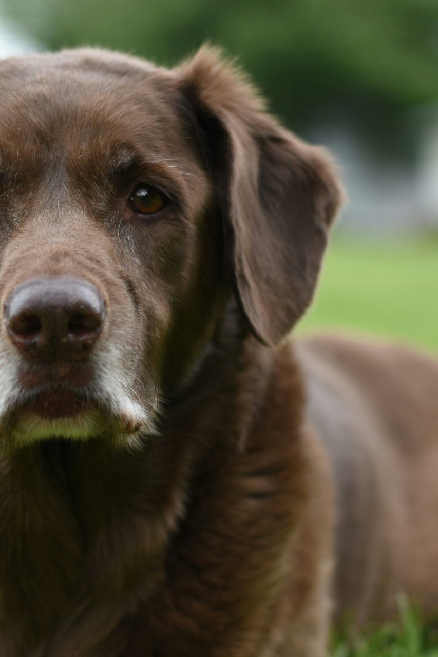 Cropped image of chocolate labrador resting on field