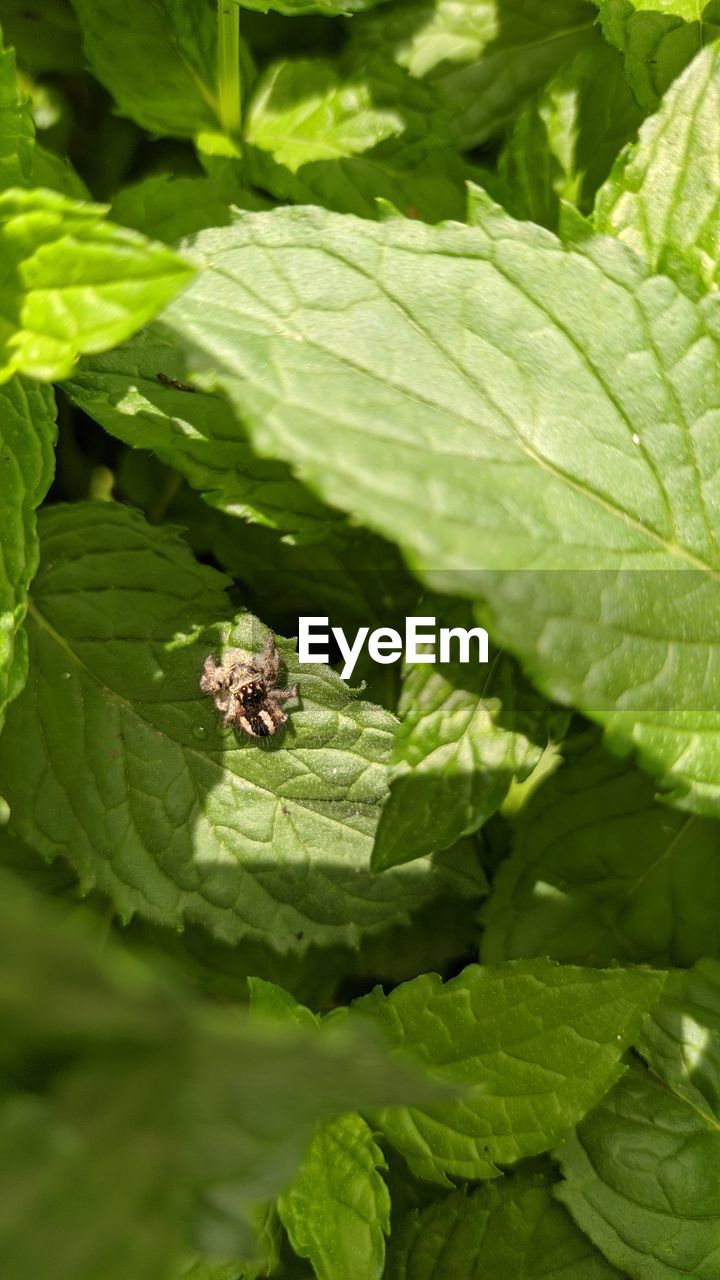 HIGH ANGLE VIEW OF GRASSHOPPER ON LEAF