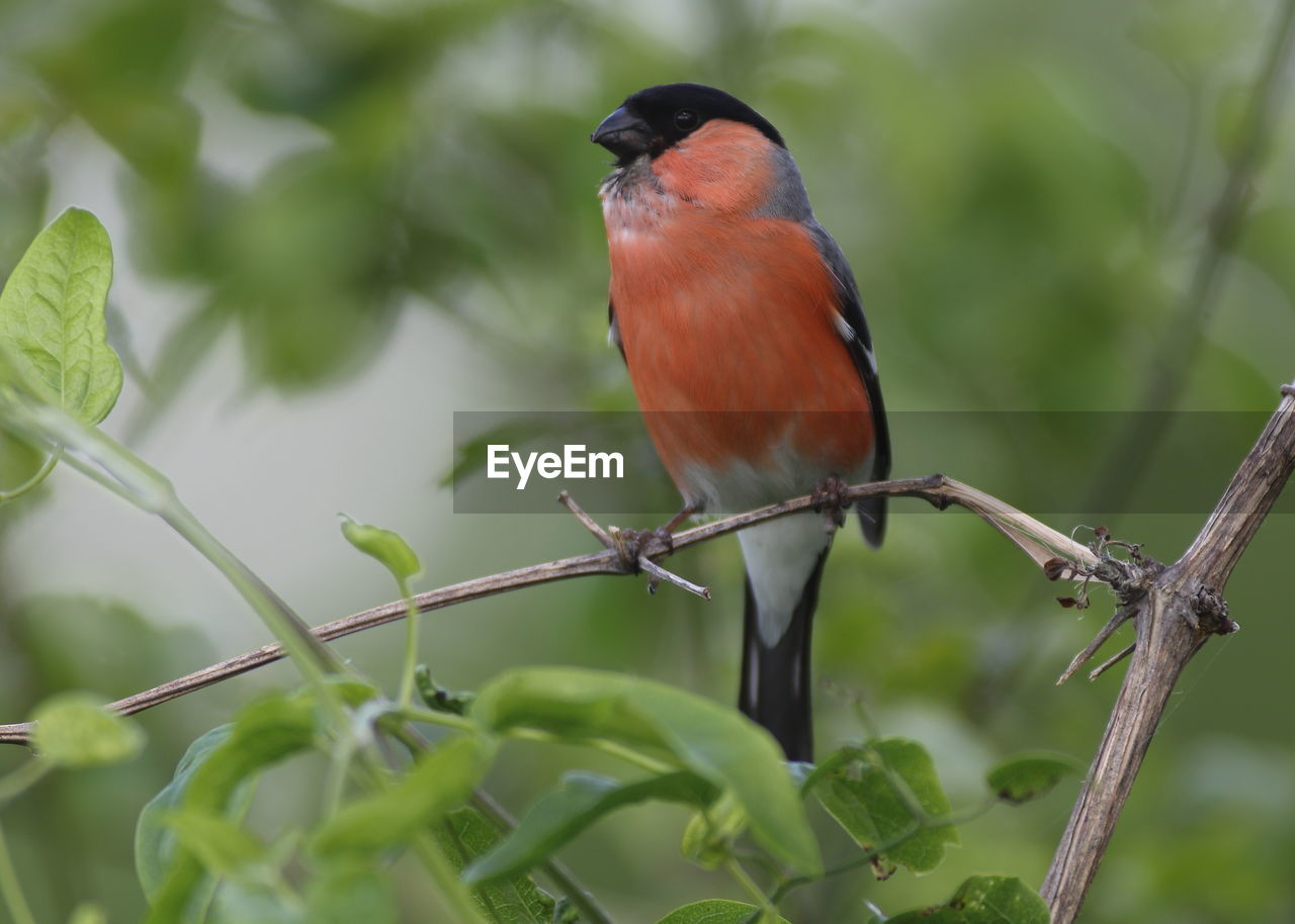 CLOSE-UP OF BIRD PERCHING ON BRANCH