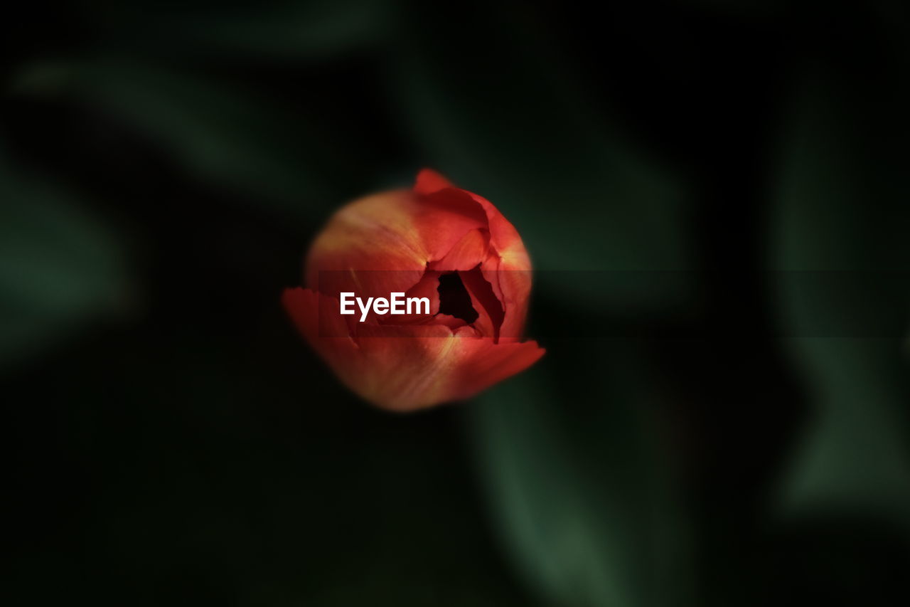 CLOSE-UP OF RED FLOWERS