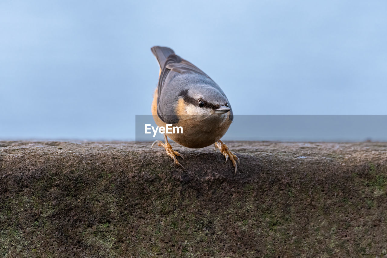 close-up of bird perching on retaining wall against sky