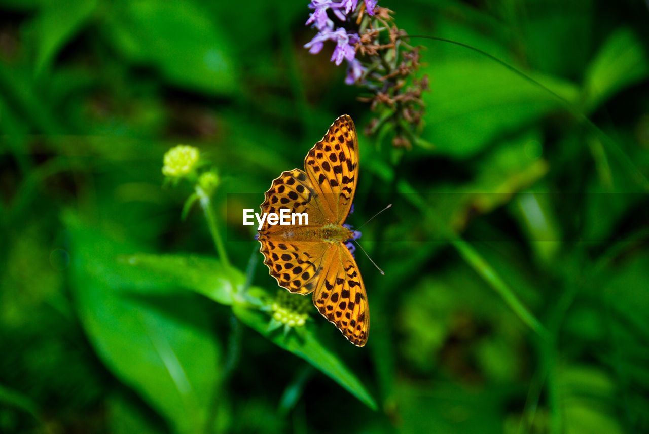 BUTTERFLY POLLINATING FLOWER