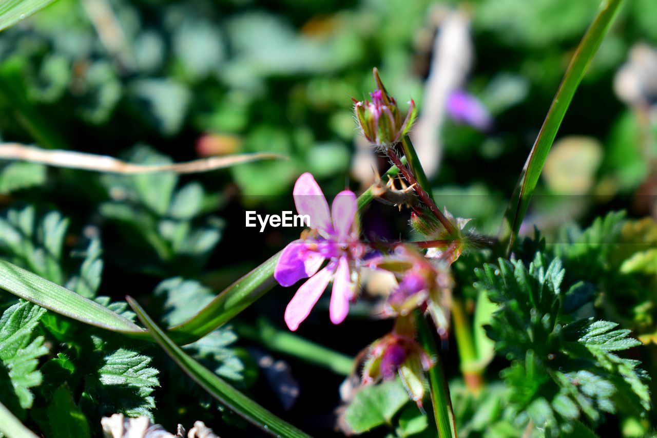 CLOSE-UP OF INSECT POLLINATING ON PURPLE FLOWER