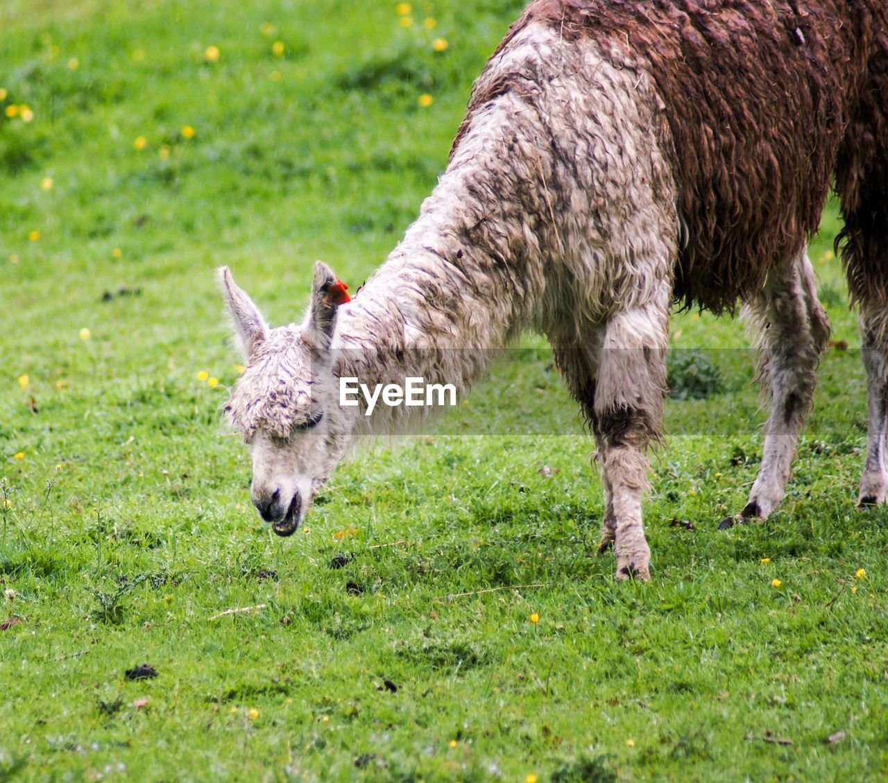 SHEEP GRAZING IN THE FIELD