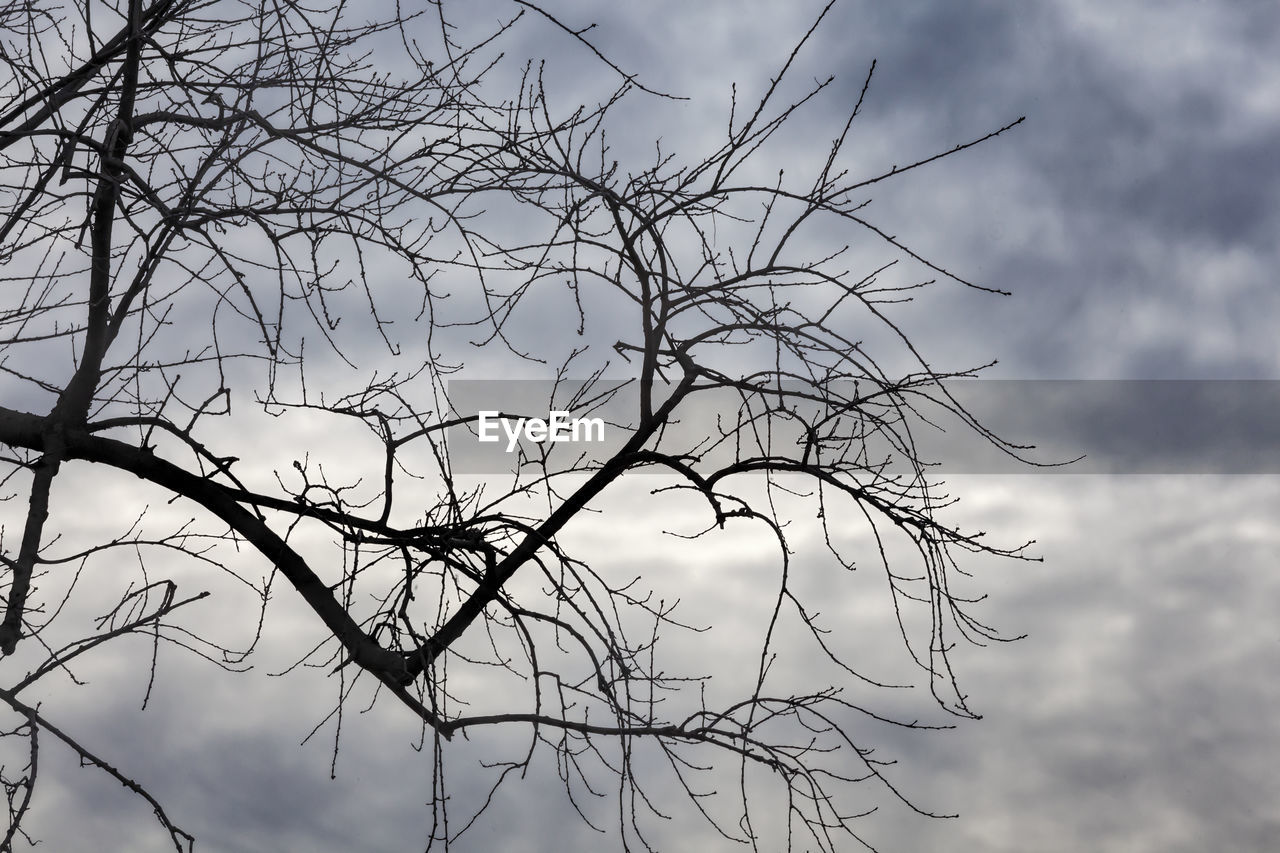 LOW ANGLE VIEW OF SILHOUETTE BARE TREES AGAINST SKY