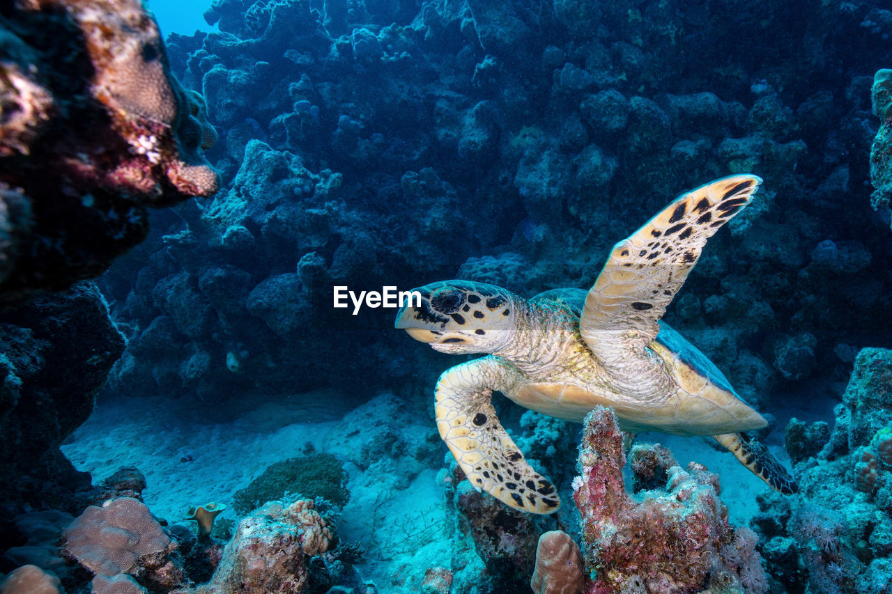 Portait of a sea turtle swimming in the red sea