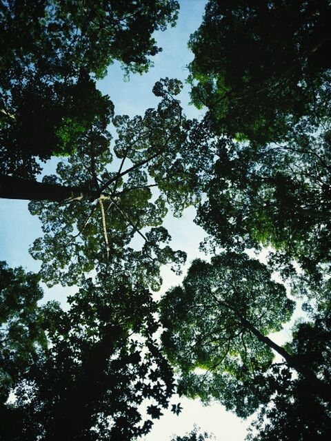 LOW ANGLE VIEW OF TREES AGAINST SKY