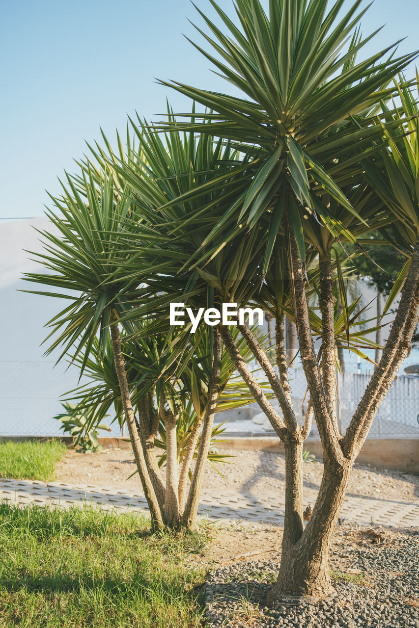 Palm trees on beach against sky