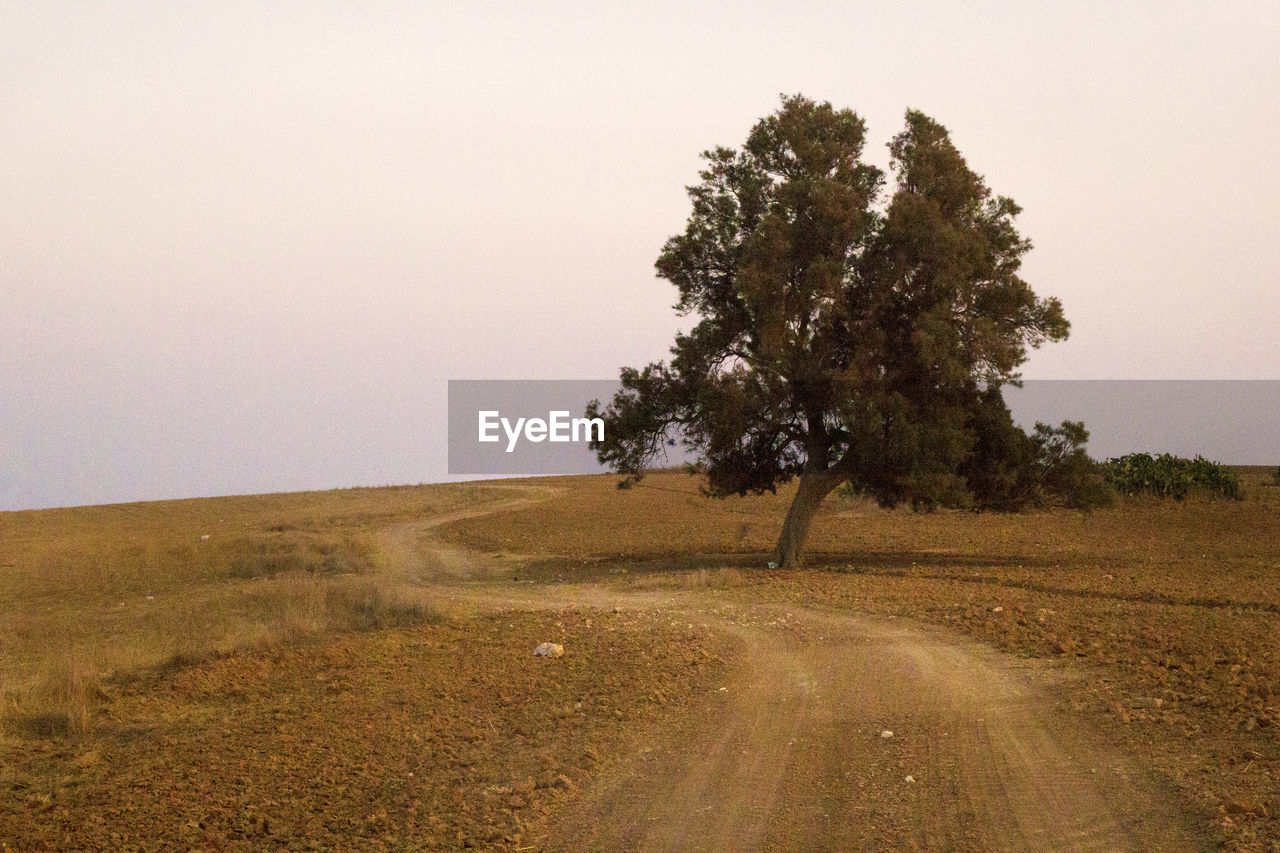 TREE ON FIELD BY ROAD AGAINST SKY