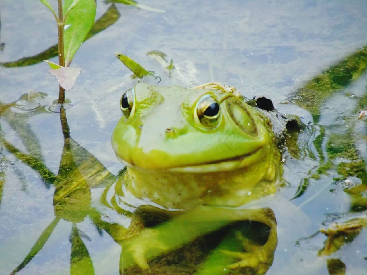 CLOSE-UP PORTRAIT OF A FROG IN LAKE