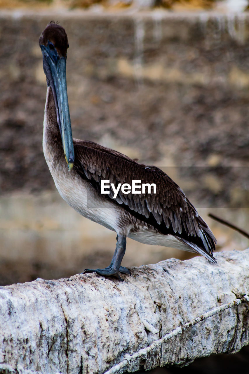 CLOSE-UP OF BIRD