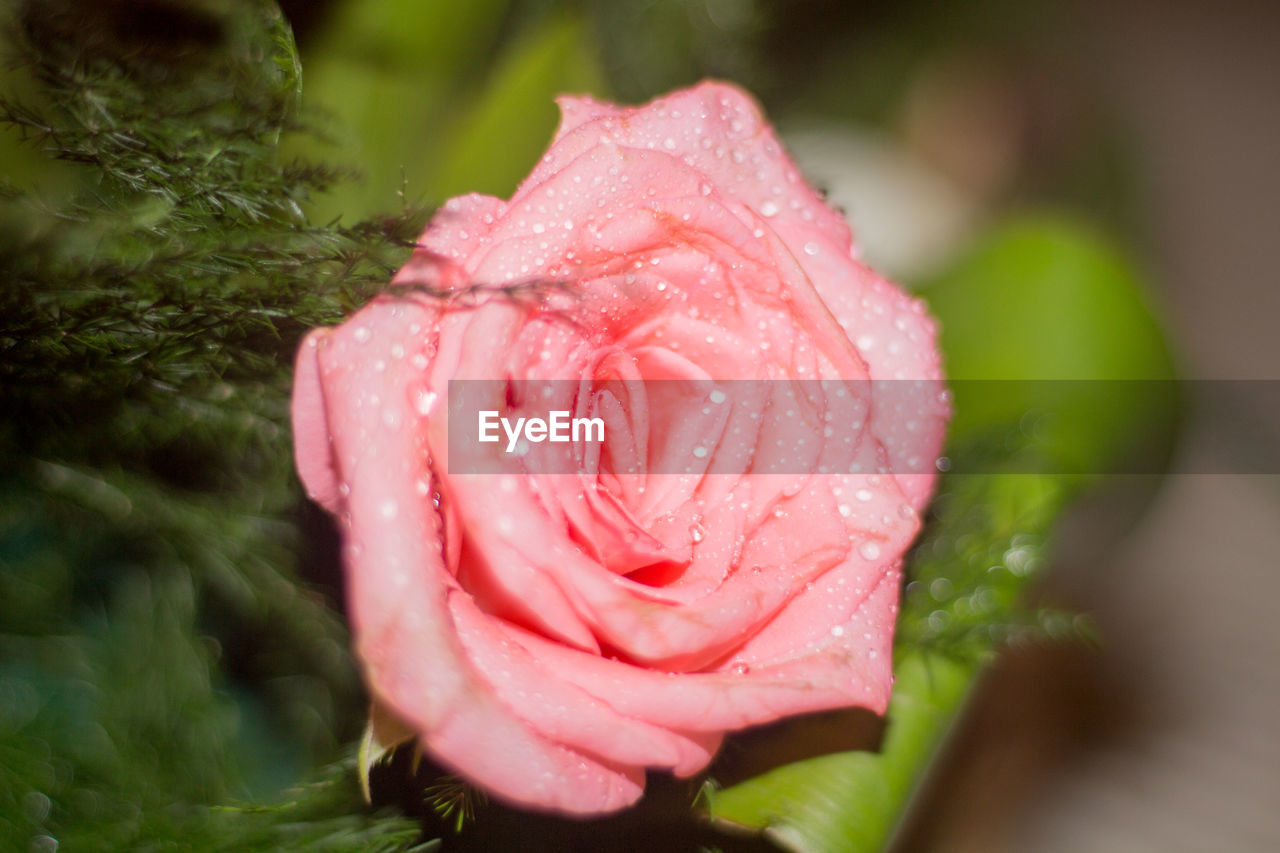 CLOSE-UP OF WET PINK ROSE FLOWER