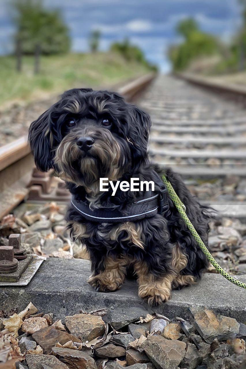 Portrait of dog sitting on footpath