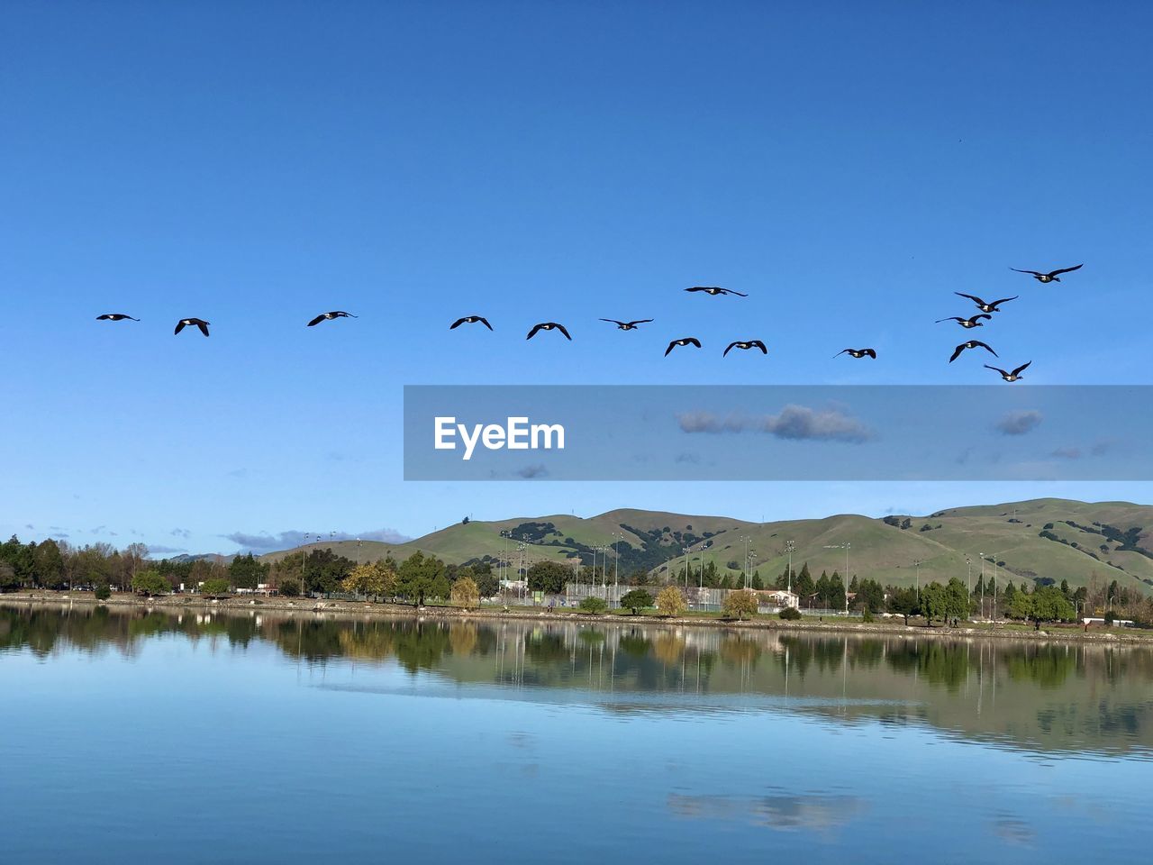 Birds flying over lake against blue sky