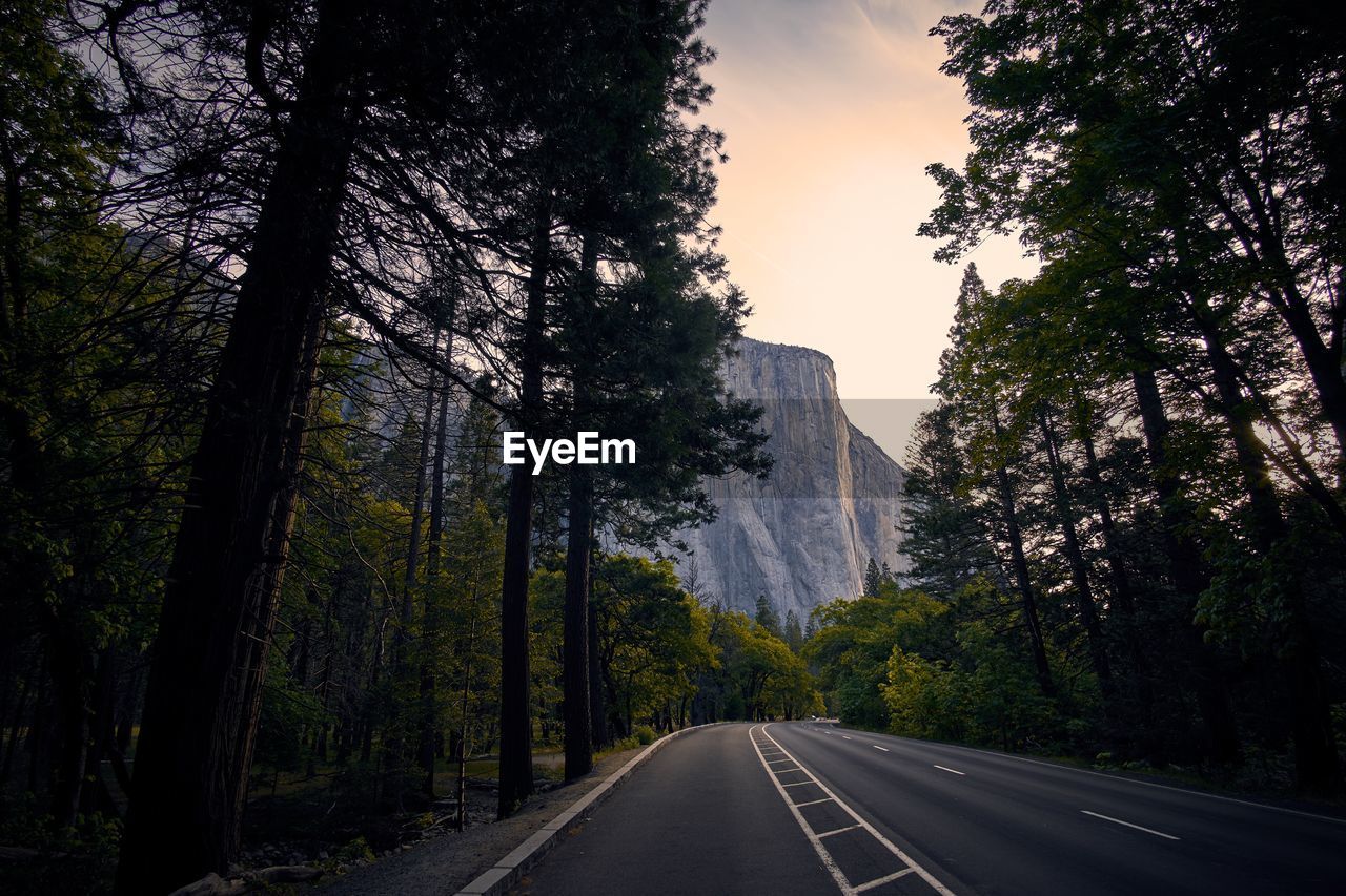 Diminishing perspective of empty road amidst trees in forest