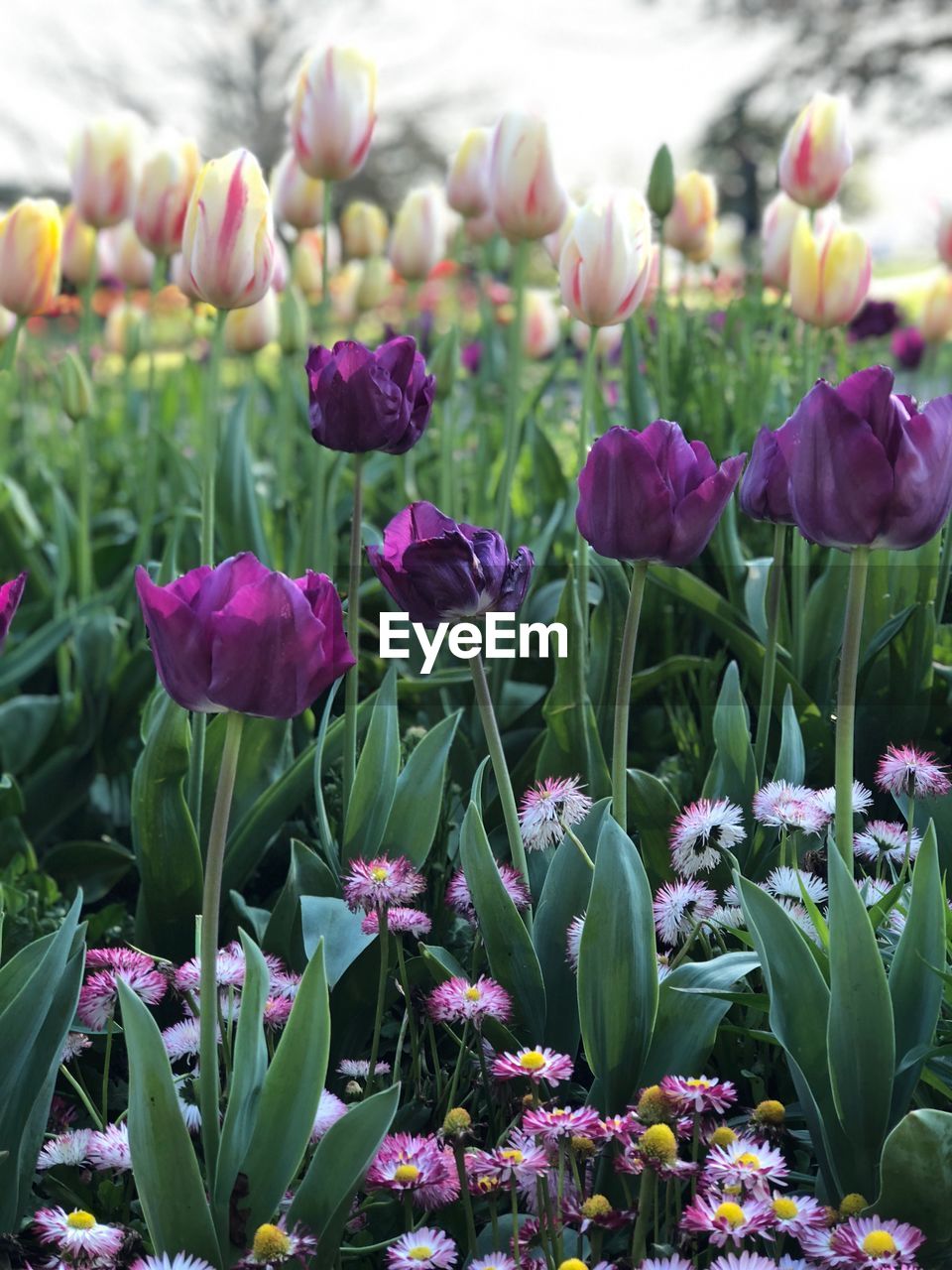 CLOSE-UP OF PURPLE TULIP FLOWERS ON FIELD