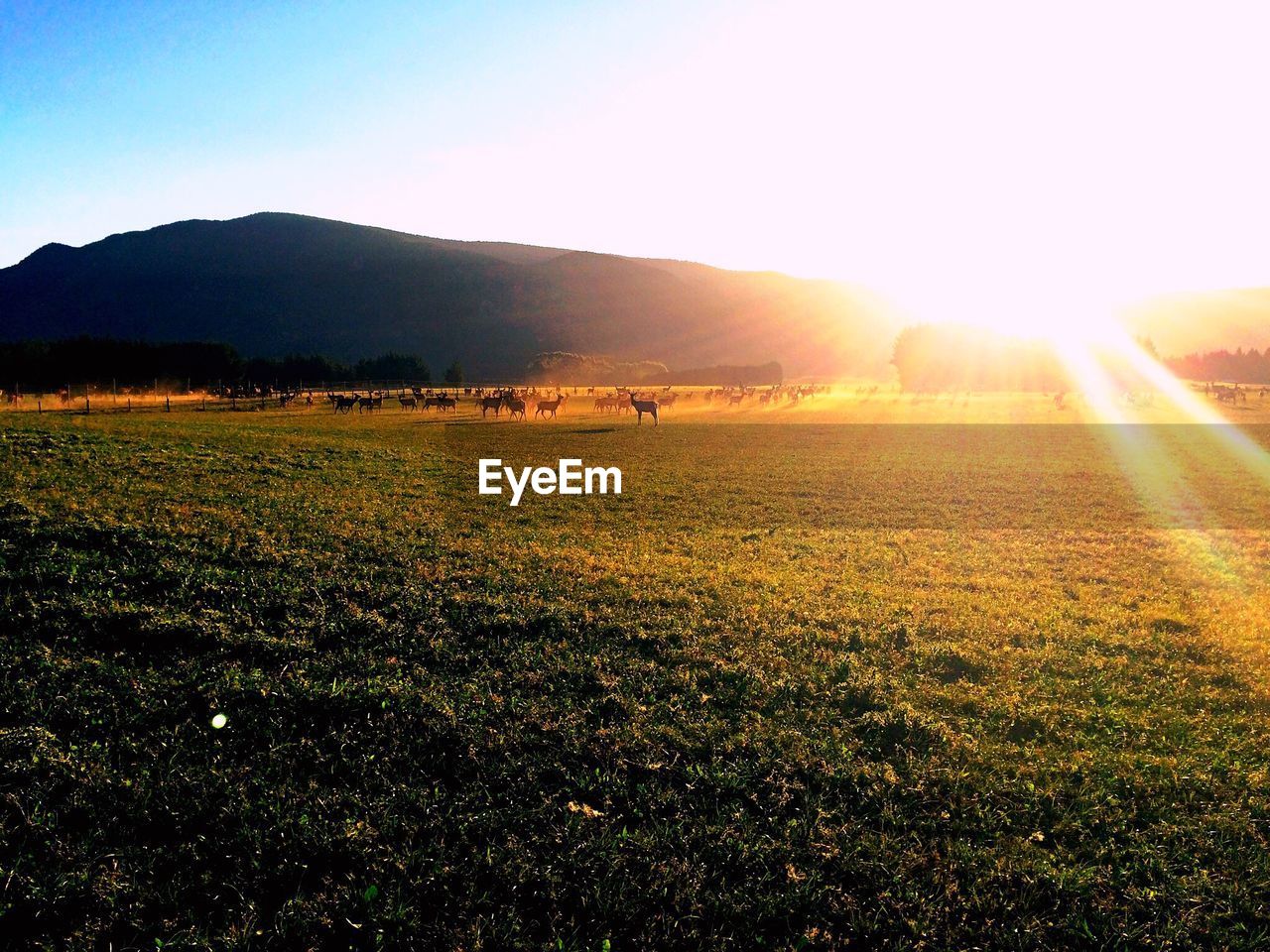 Scenic view of farm against sky during sunset