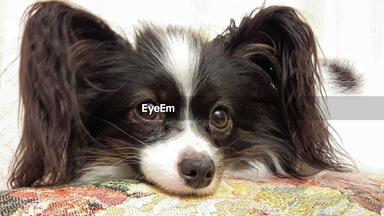 CLOSE-UP PORTRAIT OF BLACK DOG RELAXING ON BED