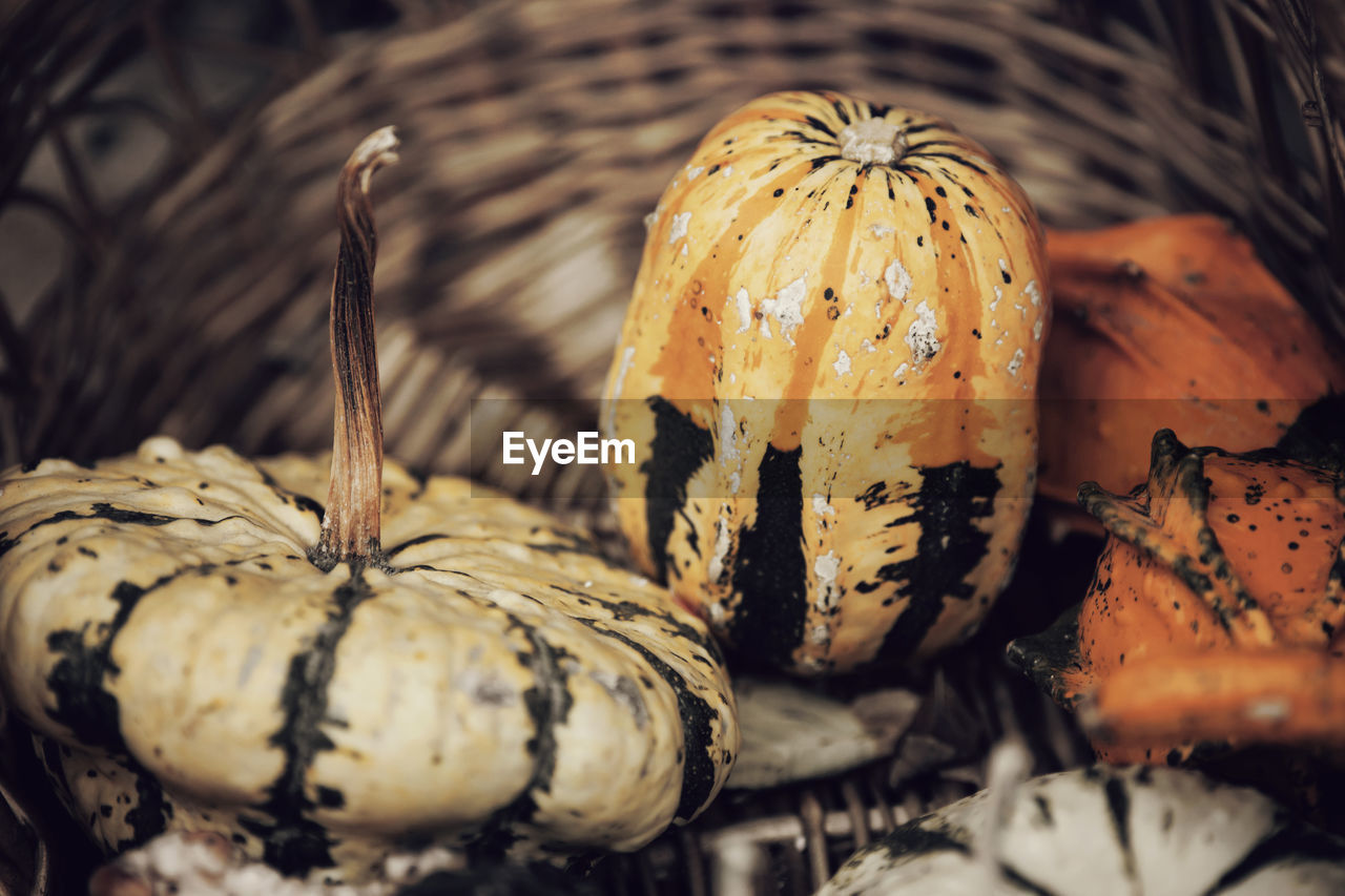 CLOSE-UP VIEW OF PUMPKIN