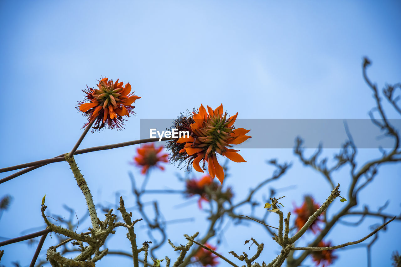 Low angle view of flowering plant against sky