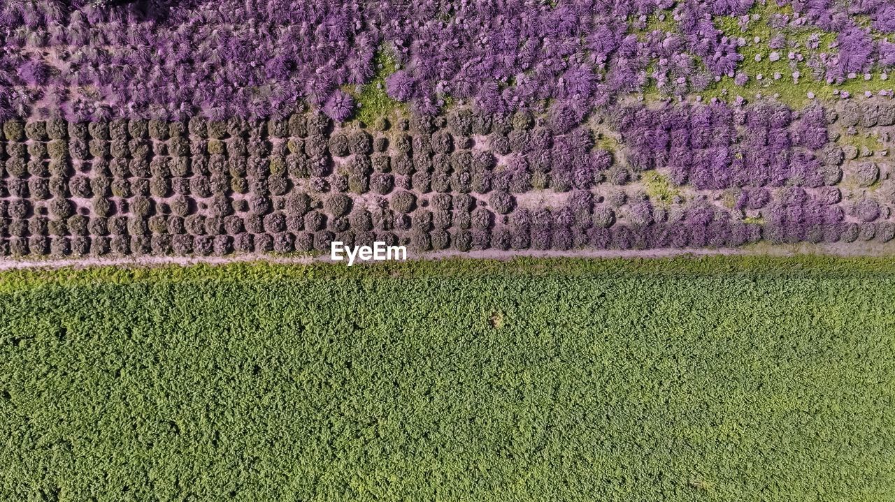 FULL FRAME SHOT OF FRESH GREEN FIELD WITH PURPLE FLOWERS